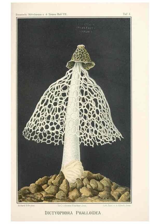Reproducción/Reproduction 49459890376: Brasilische Pilzblumen.. Jena,G. Fischer,1895.. 