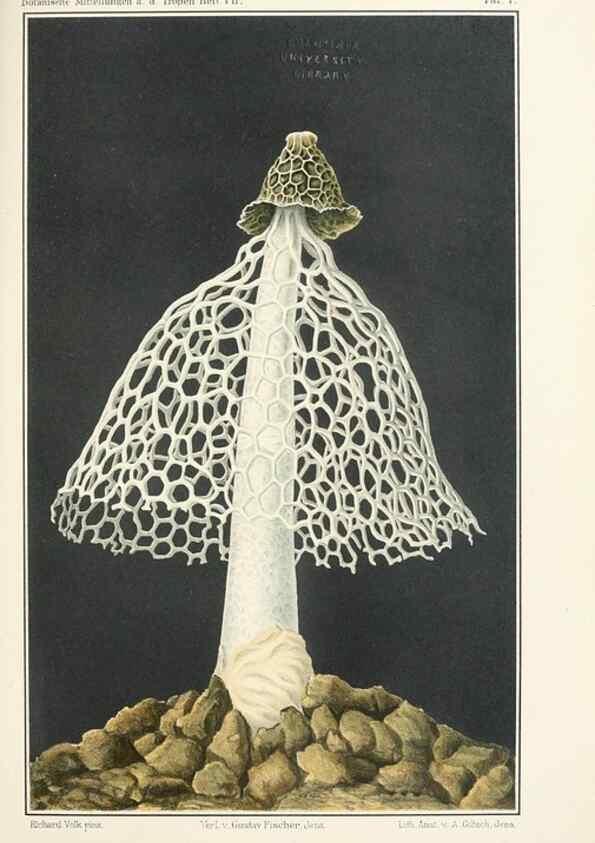 Reproducción/Reproduction 49459890376: Brasilische Pilzblumen.. Jena,G. Fischer,1895.. 