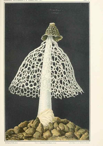 Reproducción/Reproduction 49459890376: Brasilische Pilzblumen.. Jena,G. Fischer,1895.. 