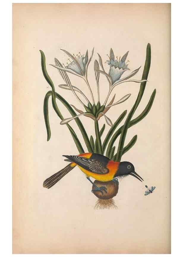 Reproducción/Reproduction 49456730988: The natural history of Carolina, Florida, and the Bahama Islands :. London :Printed for B. White,1771.. 