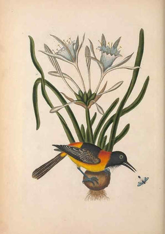 Reproducción/Reproduction 49456730988: The natural history of Carolina, Florida, and the Bahama Islands :. London :Printed for B. White,1771.. 