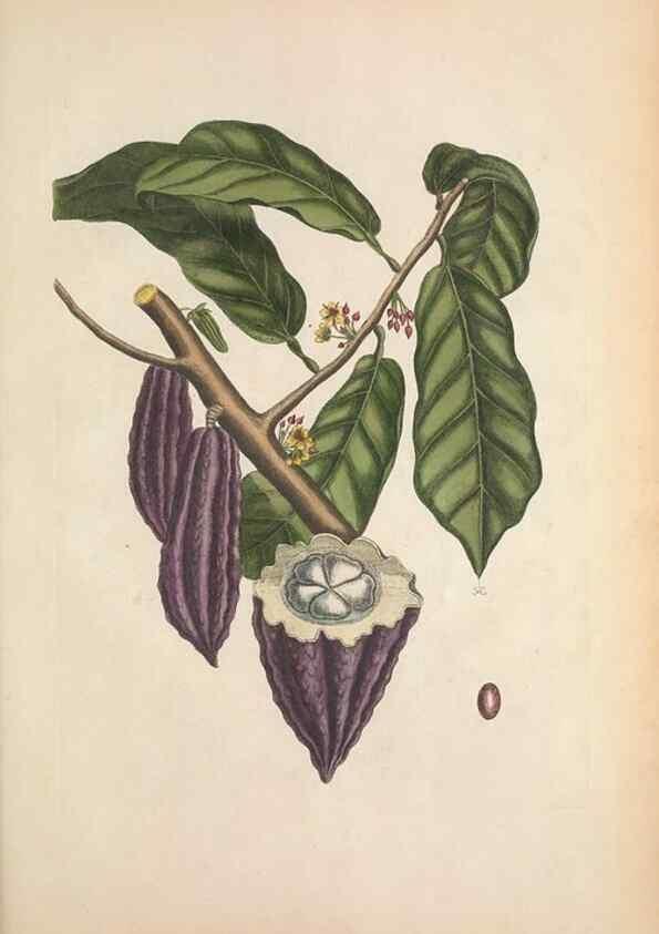 Reproducción/Reproduction 49457202711: The natural history of Carolina, Florida, and the Bahama Islands :. London :Printed for B. White,1771.. 