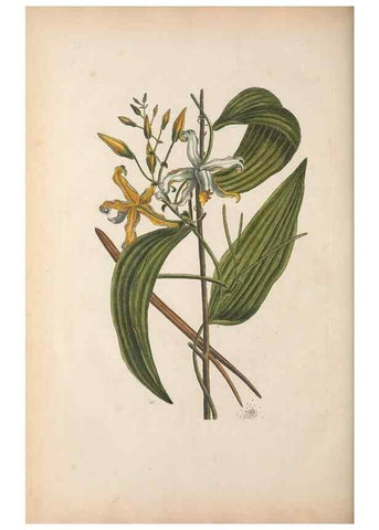 Reproducción/Reproduction 49456731608: The natural history of Carolina, Florida, and the Bahama Islands :. London :Printed for B. White,1771.. 