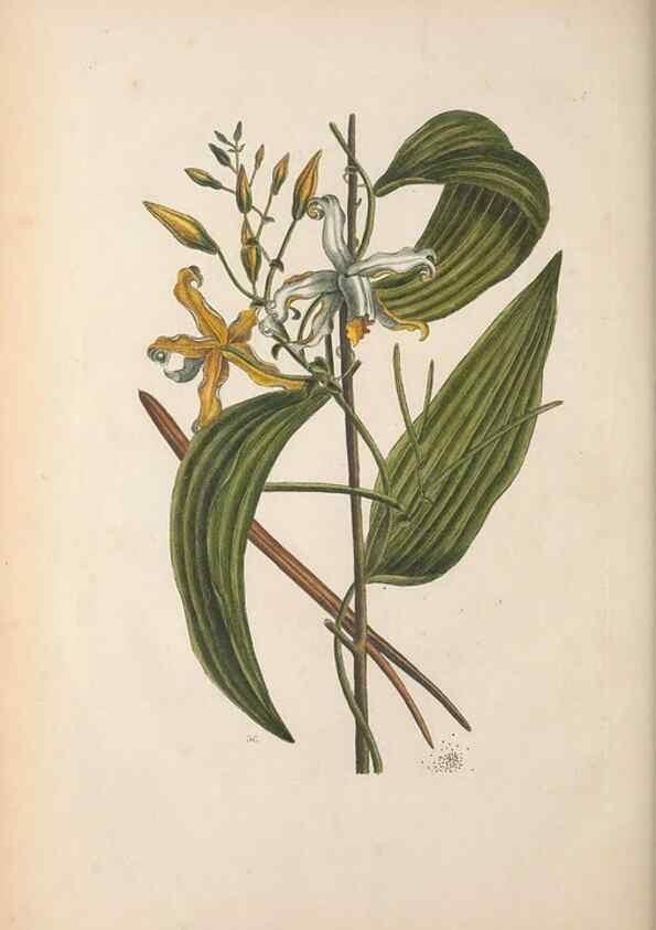 Reproducción/Reproduction 49456731608: The natural history of Carolina, Florida, and the Bahama Islands :. London :Printed for B. White,1771.. 