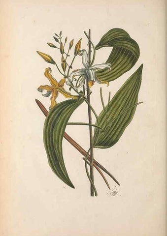 Reproducción/Reproduction 49456731608: The natural history of Carolina, Florida, and the Bahama Islands :. London :Printed for B. White,1771.. 