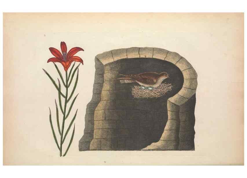 Reproducción/Reproduction 49456731918: The natural history of Carolina, Florida, and the Bahama Islands :. London :Printed for B. White,1771.. 