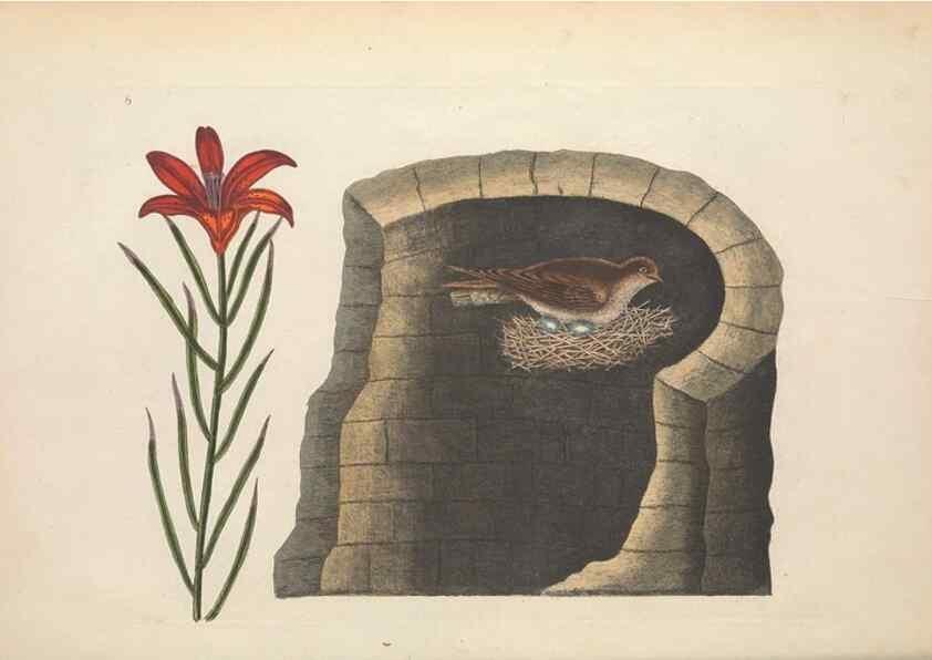 Reproducción/Reproduction 49456731918: The natural history of Carolina, Florida, and the Bahama Islands :. London :Printed for B. White,1771.. 