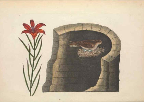 Reproducción/Reproduction 49456731918: The natural history of Carolina, Florida, and the Bahama Islands :. London :Printed for B. White,1771.. 