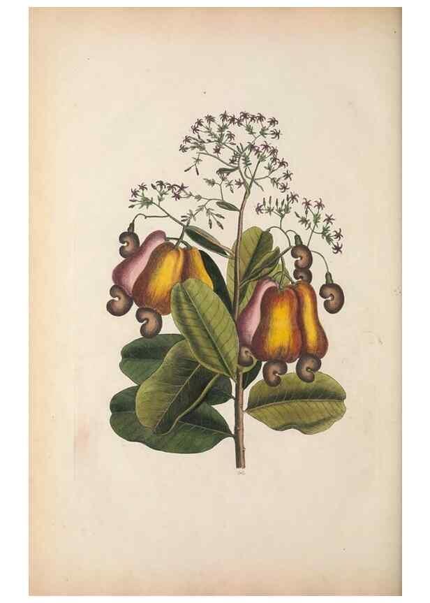 Reproducción/Reproduction 49457203666: The natural history of Carolina, Florida, and the Bahama Islands :. London :Printed for B. White,1771.. 