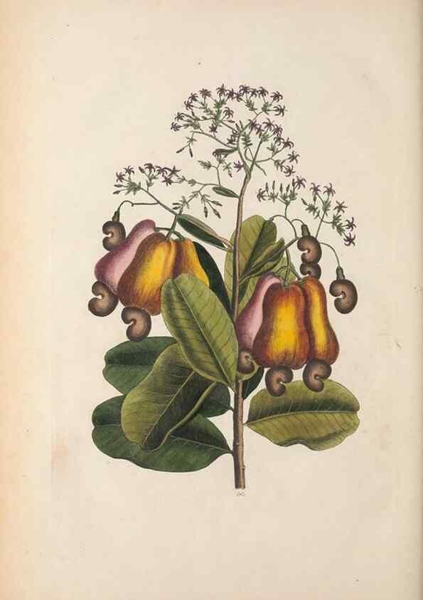 Reproducción/Reproduction 49457203666: The natural history of Carolina, Florida, and the Bahama Islands :. London :Printed for B. White,1771.. 