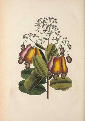 Reproducción/Reproduction 49457203666: The natural history of Carolina, Florida, and the Bahama Islands :. London :Printed for B. White,1771.. 