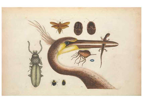 Reproducción/Reproduction 49456732453: The natural history of Carolina, Florida, and the Bahama Islands :. London :Printed for B. White,1771.. 