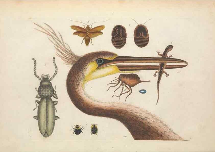 Reproducción/Reproduction 49456732453: The natural history of Carolina, Florida, and the Bahama Islands :. London :Printed for B. White,1771.. 