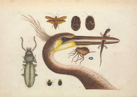 Reproducción/Reproduction 49456732453: The natural history of Carolina, Florida, and the Bahama Islands :. London :Printed for B. White,1771.. 