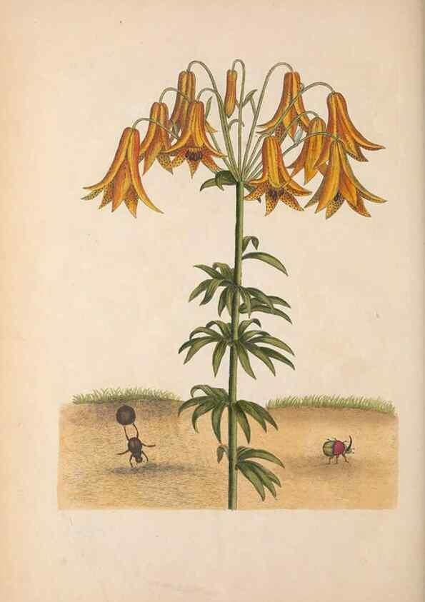 Reproducción/Reproduction 49456732638: The natural history of Carolina, Florida, and the Bahama Islands :. London :Printed for B. White,1771.. 