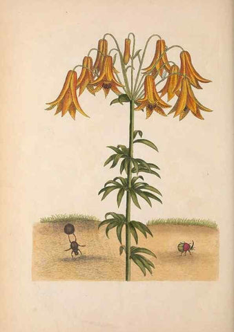 Reproducción/Reproduction 49456732638: The natural history of Carolina, Florida, and the Bahama Islands :. London :Printed for B. White,1771.. 