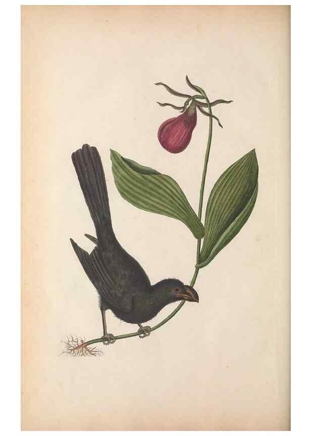 Reproducción/Reproduction 49457201926: The natural history of Carolina, Florida, and the Bahama Islands :. London :Printed for B. White,1771.. 
