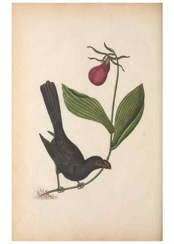 Reproducción/Reproduction 49457201926: The natural history of Carolina, Florida, and the Bahama Islands :. London :Printed for B. White,1771.. 
