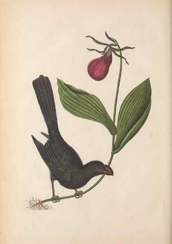 Reproducción/Reproduction 49457201926: The natural history of Carolina, Florida, and the Bahama Islands :. London :Printed for B. White,1771.. 