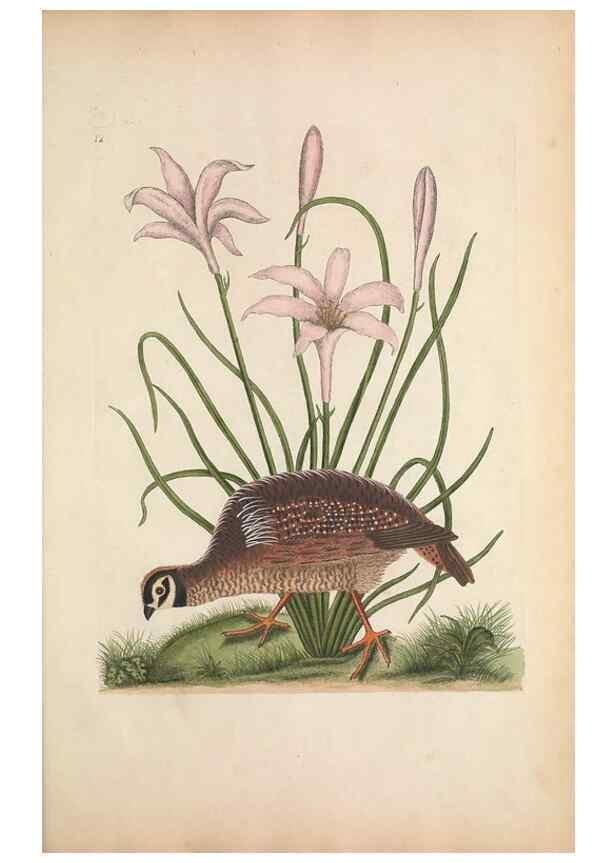 Reproducción/Reproduction 49457204411: The natural history of Carolina, Florida, and the Bahama Islands :. London :Printed for B. White,1771.. 