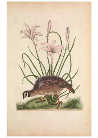 Reproducción/Reproduction 49457204411: The natural history of Carolina, Florida, and the Bahama Islands :. London :Printed for B. White,1771.. 
