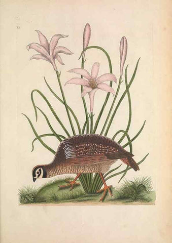 Reproducción/Reproduction 49457204411: The natural history of Carolina, Florida, and the Bahama Islands :. London :Printed for B. White,1771.. 