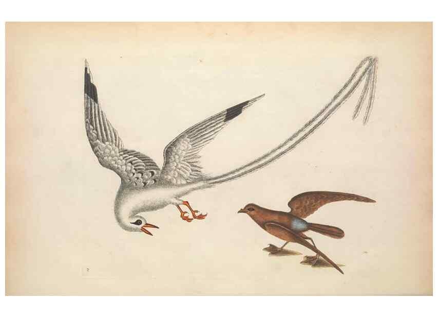 Reproducción/Reproduction 49456733488: The natural history of Carolina, Florida, and the Bahama Islands :. London :Printed for B. White,1771.. 