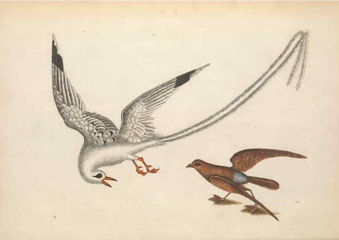 Reproducción/Reproduction 49456733488: The natural history of Carolina, Florida, and the Bahama Islands :. London :Printed for B. White,1771.. 