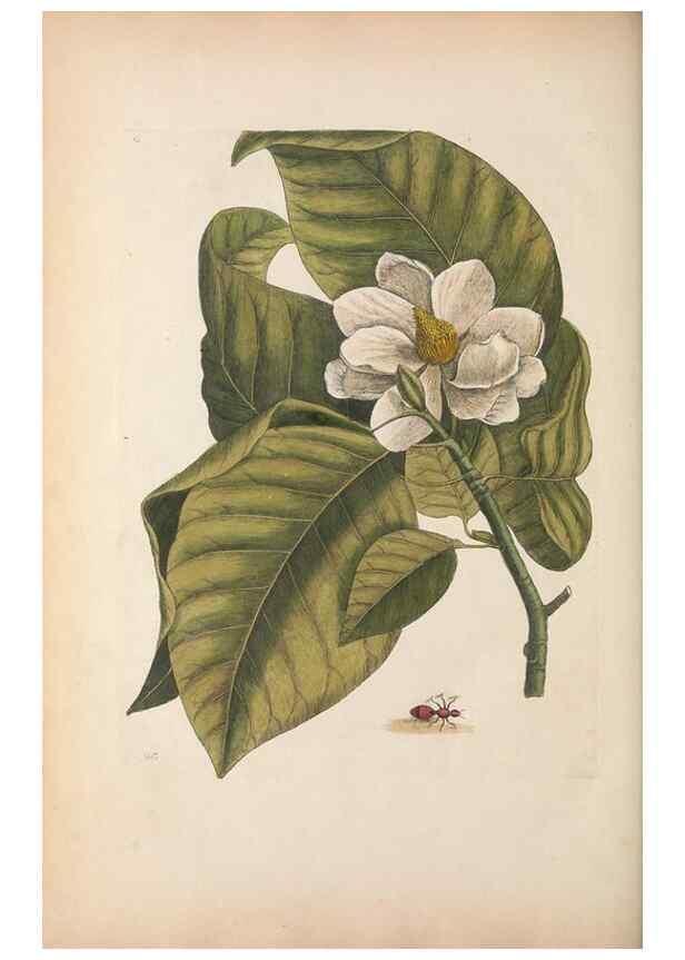 Reproducción/Reproduction 49456733798: The natural history of Carolina, Florida, and the Bahama Islands :. London :Printed for B. White,1771.. 