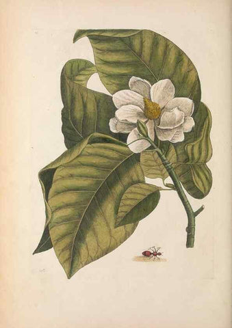 Reproducción/Reproduction 49456733798: The natural history of Carolina, Florida, and the Bahama Islands :. London :Printed for B. White,1771.. 
