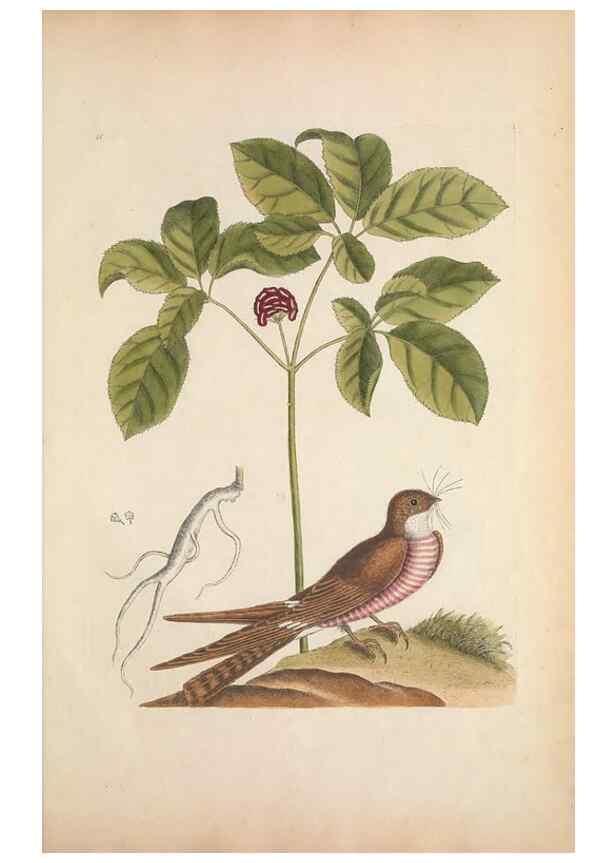 Reproducción/Reproduction 49457439797: The natural history of Carolina, Florida, and the Bahama Islands :. London :Printed for B. White,1771.. 