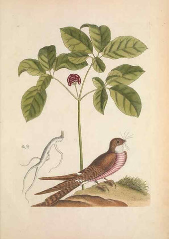 Reproducción/Reproduction 49457439797: The natural history of Carolina, Florida, and the Bahama Islands :. London :Printed for B. White,1771.. 