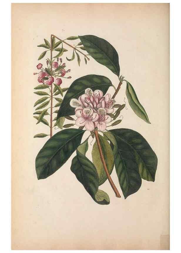 Reproducción/Reproduction 49457440112: The natural history of Carolina, Florida, and the Bahama Islands :. London :Printed for B. White,1771.. 