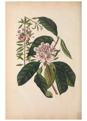 Reproducción/Reproduction 49457440112: The natural history of Carolina, Florida, and the Bahama Islands :. London :Printed for B. White,1771.. 