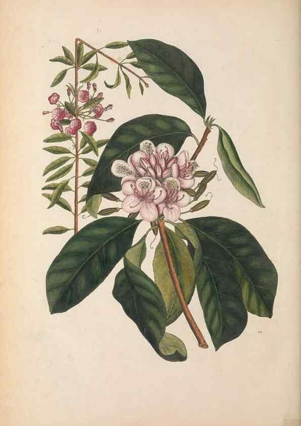 Reproducción/Reproduction 49457440112: The natural history of Carolina, Florida, and the Bahama Islands :. London :Printed for B. White,1771.. 