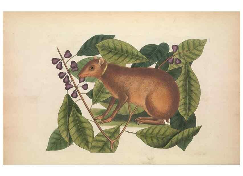 Reproducción/Reproduction 49456734613: The natural history of Carolina, Florida, and the Bahama Islands :. London :Printed for B. White,1771.. 