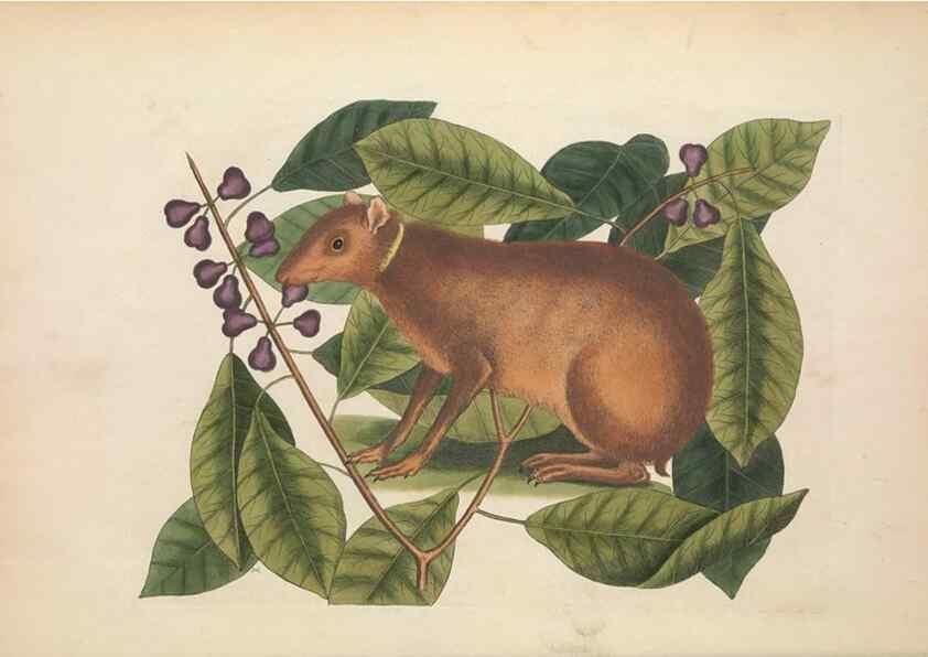 Reproducción/Reproduction 49456734613: The natural history of Carolina, Florida, and the Bahama Islands :. London :Printed for B. White,1771.. 
