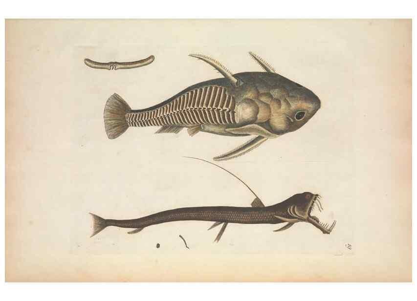 Reproducción/Reproduction 49456734878: The natural history of Carolina, Florida, and the Bahama Islands :. London :Printed for B. White,1771.. 