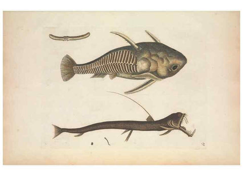 Reproducción/Reproduction 49456734878: The natural history of Carolina, Florida, and the Bahama Islands :. London :Printed for B. White,1771.. 