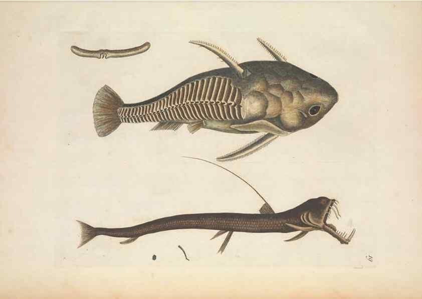 Reproducción/Reproduction 49456734878: The natural history of Carolina, Florida, and the Bahama Islands :. London :Printed for B. White,1771.. 