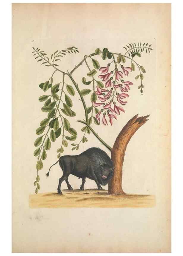 Reproducción/Reproduction 49457441147: The natural history of Carolina, Florida, and the Bahama Islands :. London :Printed for B. White,1771.. 