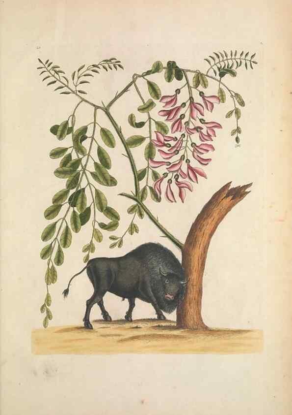 Reproducción/Reproduction 49457441147: The natural history of Carolina, Florida, and the Bahama Islands :. London :Printed for B. White,1771.. 