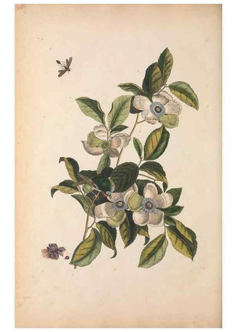 Reproducción/Reproduction 49457438802: The natural history of Carolina, Florida, and the Bahama Islands :. London :Printed for B. White,1771.. 
