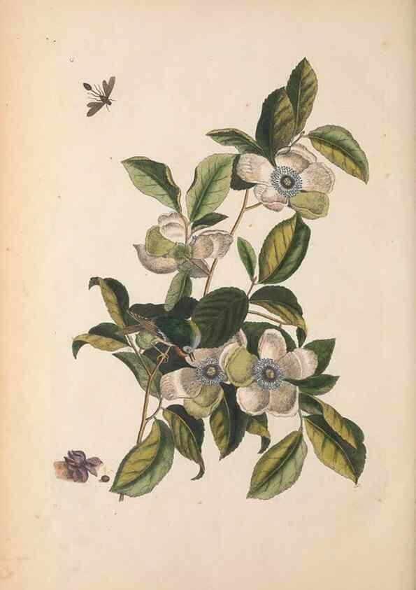 Reproducción/Reproduction 49457438802: The natural history of Carolina, Florida, and the Bahama Islands :. London :Printed for B. White,1771.. 