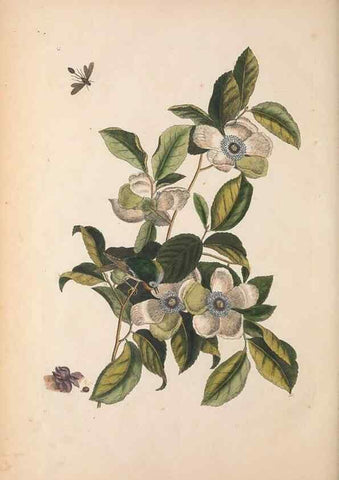 Reproducción/Reproduction 49457438802: The natural history of Carolina, Florida, and the Bahama Islands :. London :Printed for B. White,1771.. 