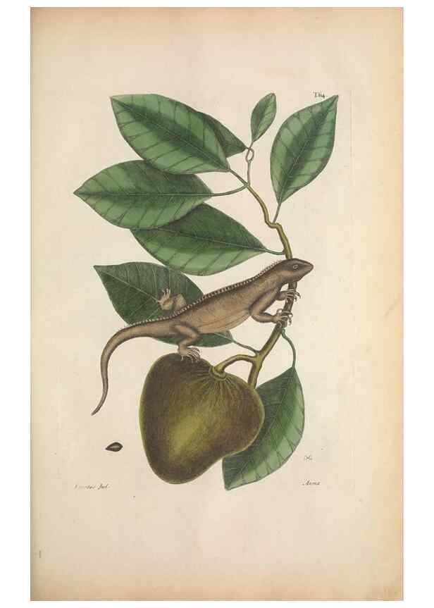 Reproducción/Reproduction 49456718958: The natural history of Carolina, Florida, and the Bahama Islands :. London :Printed for B. White,1771.. 