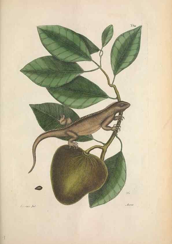 Reproducción/Reproduction 49456718958: The natural history of Carolina, Florida, and the Bahama Islands :. London :Printed for B. White,1771.. 