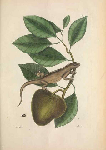 Reproducción/Reproduction 49456718958: The natural history of Carolina, Florida, and the Bahama Islands :. London :Printed for B. White,1771.. 