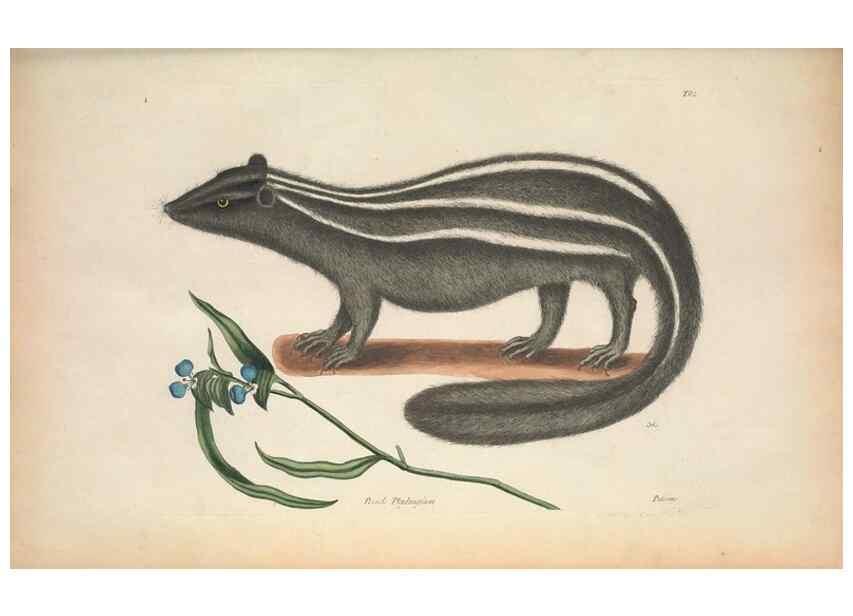 Reproducción/Reproduction 49456718353: The natural history of Carolina, Florida, and the Bahama Islands :. London :Printed for B. White,1771.. 