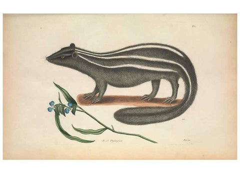 Reproducción/Reproduction 49456718353: The natural history of Carolina, Florida, and the Bahama Islands :. London :Printed for B. White,1771.. 